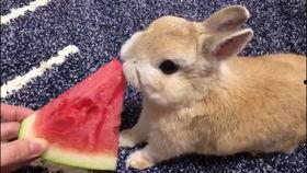 娱乐吃瓜小兔子视频大全,趣味吃瓜小兔子视频大盘点 第1张 娱乐吃瓜小兔子视频大全,趣味吃瓜小兔子视频大盘点 第1张