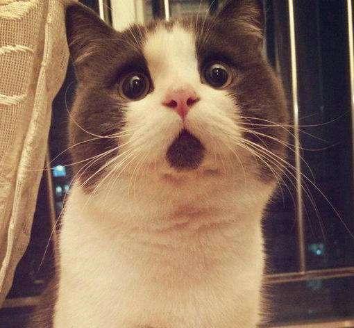 娱乐吃瓜酱三花猫的魅力,魅力四射，萌态可掬的宠物之星