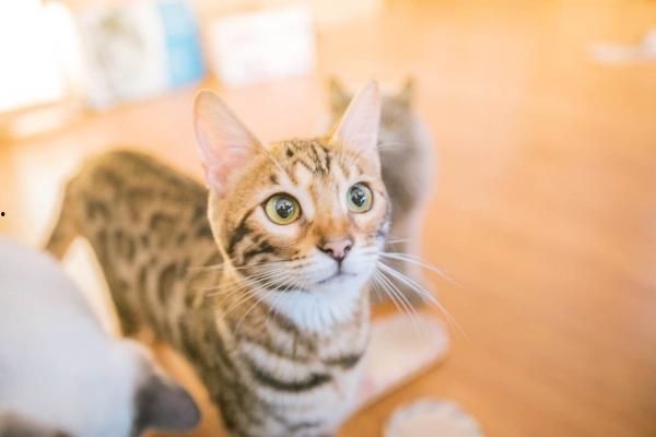 娱乐吃瓜酱三花猫的魅力,魅力四射，萌态可掬的宠物之星  第3张