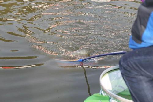 娱乐吃瓜钓鱼视频大全下载,一键下载，畅享休闲时光  第3张