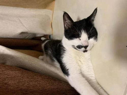 娱乐吃瓜酱男朋友不如猫,网络热议情侣养猫趣事  第1张