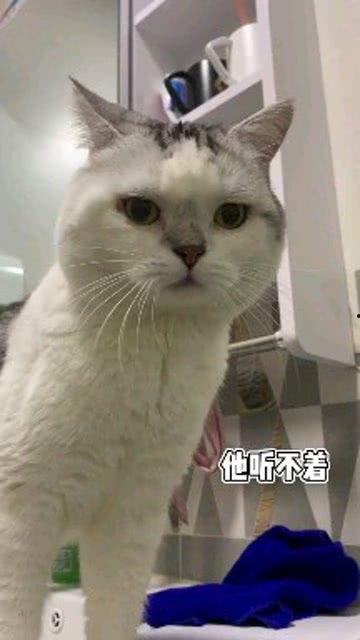 娱乐吃瓜酱男朋友不如猫,网络热议情侣养猫趣事  第2张