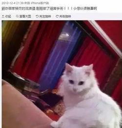 娱乐吃瓜酱男朋友不如猫,网络热议情侣养猫趣事  第3张