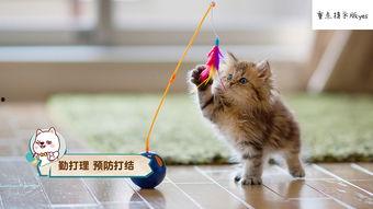 娱乐圈吃瓜猫咪是谁呀,揭秘网络红星的幕后推手  第3张