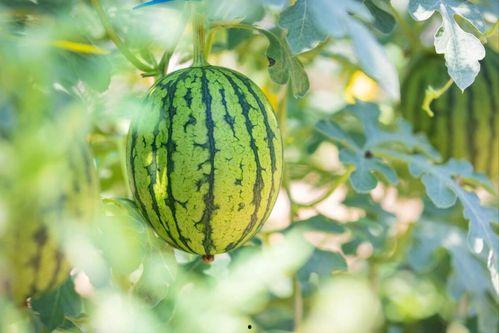 娱乐圈哪个地方吃瓜最好,探寻最佳“吃瓜”圣地 第2张 娱乐圈哪个地方吃瓜最好,探寻最佳“吃瓜”圣地 第2张