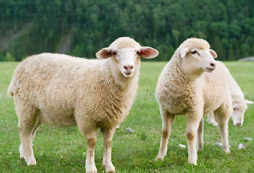 羊了个羊娱乐吃瓜爆料,明星恋情、综艺笑料与影视动态大揭秘