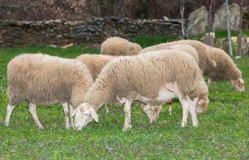 羊了个羊娱乐吃瓜爆料,明星恋情、综艺笑料与影视动态大揭秘  第2张