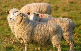 羊了个羊娱乐吃瓜爆料,明星恋情、综艺笑料与影视动态大揭秘  第3张