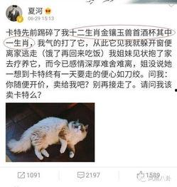娱乐吃瓜酱虐猫小说,娱乐吃瓜酱的黑暗面揭露  第2张