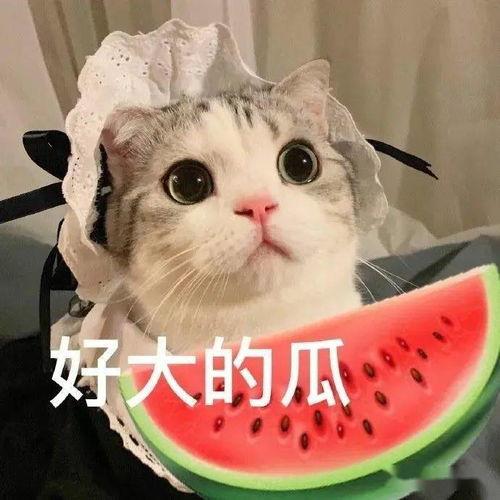 娱乐吃瓜酱虐猫小说,娱乐吃瓜酱的黑暗面揭露  第3张