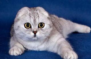 娱乐吃瓜君折耳猫坐姿,娱乐吃瓜君的萌态瞬间  第1张