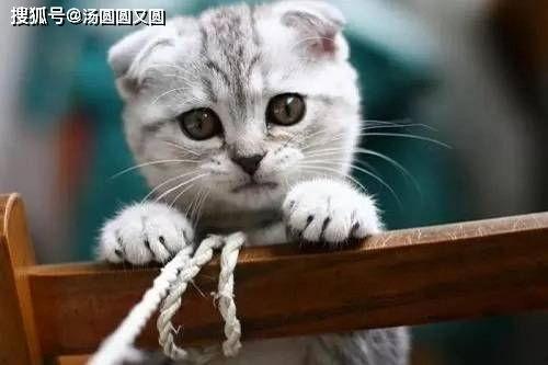 娱乐吃瓜君折耳猫坐姿,娱乐吃瓜君的萌态瞬间  第2张