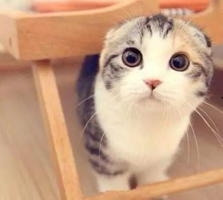 娱乐吃瓜君折耳猫坐姿,娱乐吃瓜君的萌态瞬间  第3张