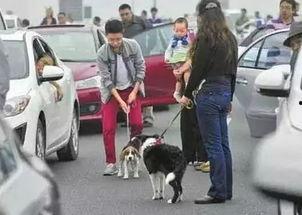 娱乐吃瓜酱遛狗小说下载,小说世界里的欢乐与温情  第1张