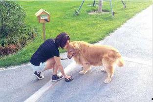 娱乐吃瓜酱遛狗小说下载,小说世界里的欢乐与温情  第2张