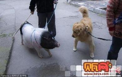 娱乐吃瓜酱遛狗小说下载,小说世界里的欢乐与温情  第3张