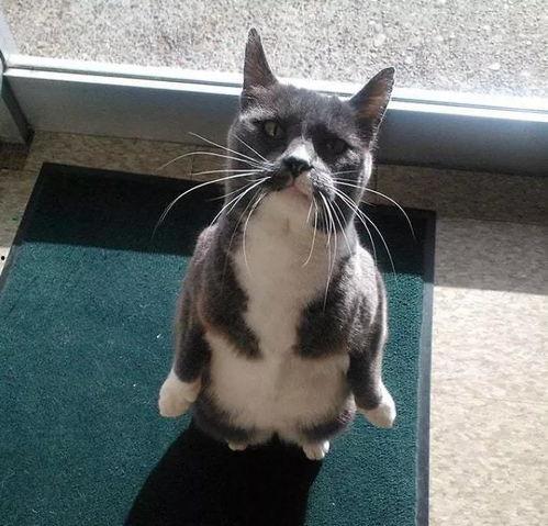 娱乐圈吃瓜猫是谁