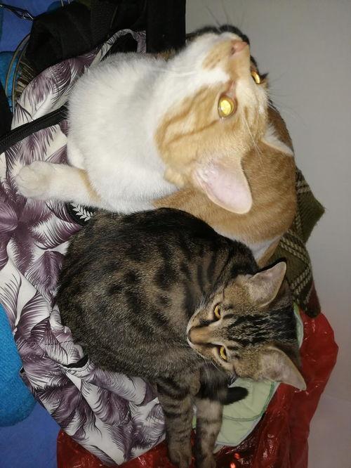 娱乐圈吃瓜猫是谁 第2张 娱乐圈吃瓜猫是谁 第2张