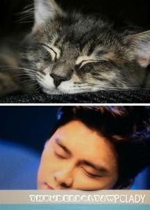 娱乐圈吃瓜猫是谁 第3张 娱乐圈吃瓜猫是谁 第3张