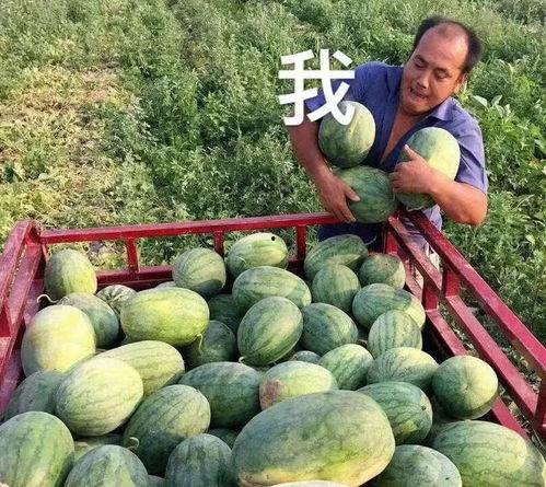 娱乐圈还有什么瓜可以吃,揭秘明星幕后故事与精彩瞬间  第3张