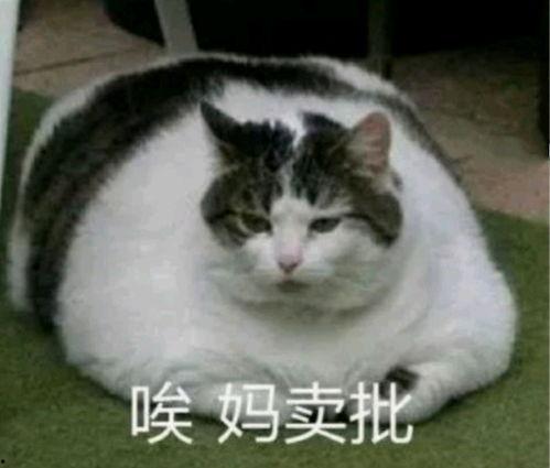 娱乐圈猫猫吃瓜小说,猫猫吃瓜，揭秘明星背后的秘密  第2张
