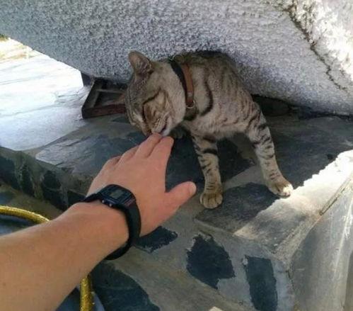 娱乐吃瓜酱流浪猫小菊,娱乐吃瓜酱的温馨故事  第3张