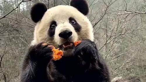 娱乐吃瓜大熊猫视频大全,萌态百出,欢乐无限 第3张 娱乐吃瓜大熊猫视频大全,萌态百出,欢乐无限 第3张