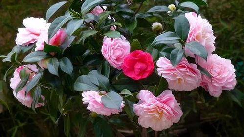 娱乐吃瓜酱山茶花,揭秘山茶花的神秘魅力 第3张 娱乐吃瓜酱山茶花,揭秘山茶花的神秘魅力 第3张