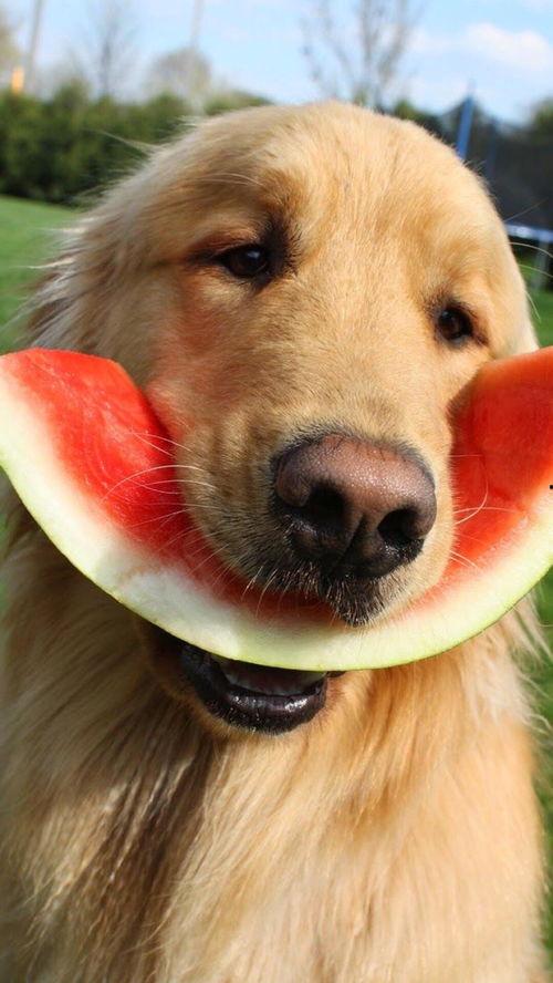 娱乐吃瓜君狗被蜂蜜咬,娱乐吃瓜君的意外“甜蜜”风波 第2张 娱乐吃瓜君狗被蜂蜜咬,娱乐吃瓜君的意外“甜蜜”风波 第2张