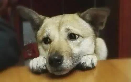 娱乐吃瓜君狗被蜂蜜咬,娱乐吃瓜君的意外“甜蜜”风波 第3张 娱乐吃瓜君狗被蜂蜜咬,娱乐吃瓜君的意外“甜蜜”风波 第3张