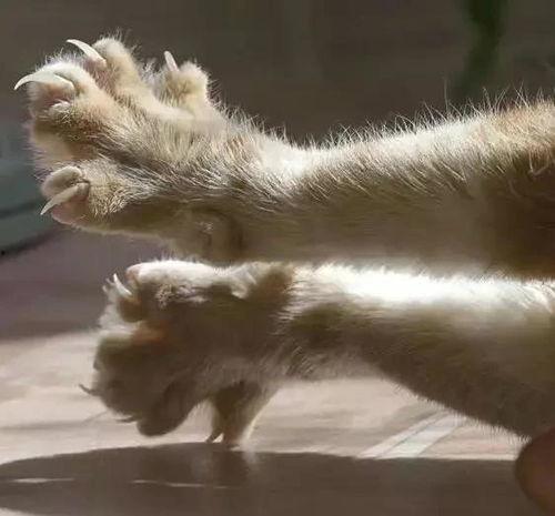 娱乐吃瓜菌7个真实故事,揭秘明星背后的故事 第2张 娱乐吃瓜菌7个真实故事,揭秘明星背后的故事 第2张