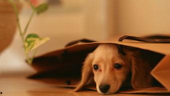 娱乐吃瓜酱寺庙里的小狗,见证信仰与生命的温馨瞬间 第2张 娱乐吃瓜酱寺庙里的小狗,见证信仰与生命的温馨瞬间 第2张