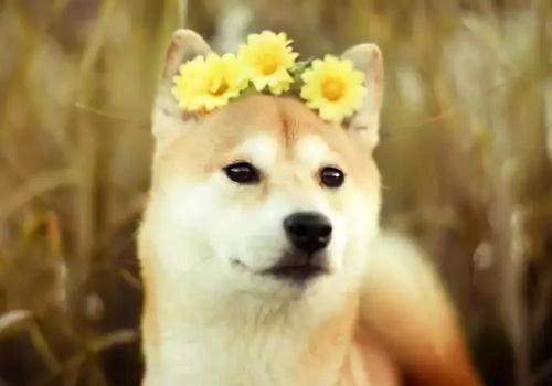 娱乐吃瓜酱拍照小狗狗,娱乐吃瓜酱与小狗狗的甜蜜互动 第2张 娱乐吃瓜酱拍照小狗狗,娱乐吃瓜酱与小狗狗的甜蜜互动 第2张