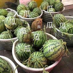 这几年吃的娱乐瓜是什么,盘点近年热门娱乐瓜 第3张 这几年吃的娱乐瓜是什么,盘点近年热门娱乐瓜 第3张