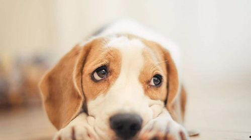 娱乐吃瓜酱送小狗视频大全,萌宠小狗视频大全,萌化你的心! 第2张 娱乐吃瓜酱送小狗视频大全,萌宠小狗视频大全,萌化你的心! 第2张