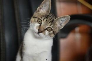 娱乐吃瓜小猫咪视频下载,揭秘热门娱乐视频幕后下载攻略 第2张 娱乐吃瓜小猫咪视频下载,揭秘热门娱乐视频幕后下载攻略 第2张