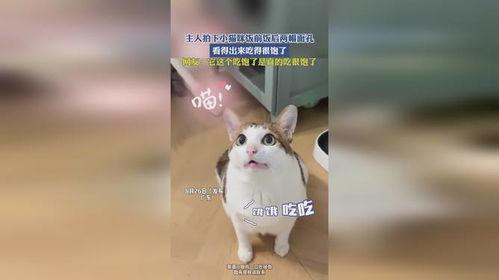 娱乐吃瓜小猫咪视频下载,揭秘热门娱乐视频幕后下载攻略 第3张 娱乐吃瓜小猫咪视频下载,揭秘热门娱乐视频幕后下载攻略 第3张