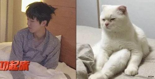 娱乐吃瓜酱布丁是只喵,揭秘网红喵星人的魅力人生 第2张 娱乐吃瓜酱布丁是只喵,揭秘网红喵星人的魅力人生 第2张