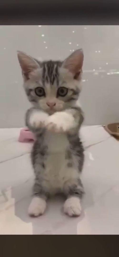 娱乐吃瓜酱布丁是只喵,揭秘网红喵星人的魅力人生 第3张 娱乐吃瓜酱布丁是只喵,揭秘网红喵星人的魅力人生 第3张