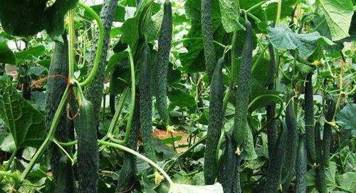 一枝花娱乐吃瓜,揭秘娱乐圈吃瓜背后的真相 第2张 一枝花娱乐吃瓜,揭秘娱乐圈吃瓜背后的真相 第2张