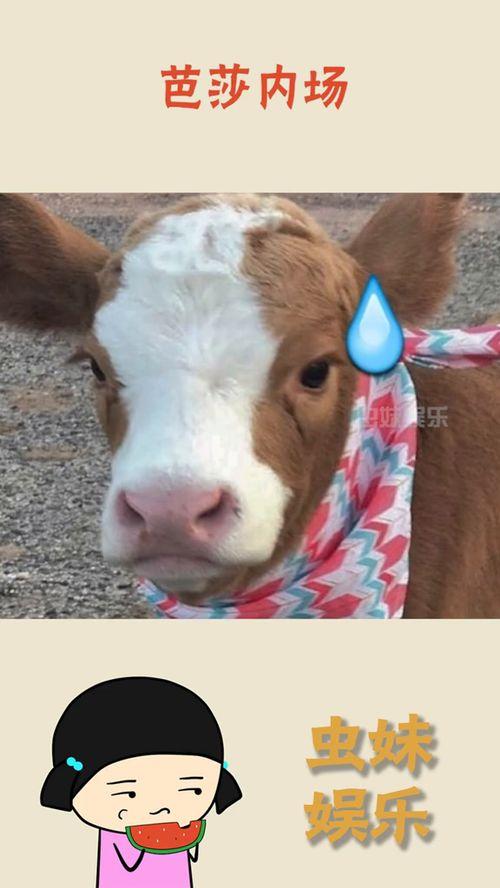 娱乐吃瓜酱是谁我不说,娱乐吃瓜酱的真实身份大猜想 第1张 娱乐吃瓜酱是谁我不说,娱乐吃瓜酱的真实身份大猜想 第1张