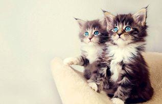 娱乐吃瓜酱小猫咪,揭秘娱乐圈那些不为人知的幕后故事 第2张 娱乐吃瓜酱小猫咪,揭秘娱乐圈那些不为人知的幕后故事 第2张