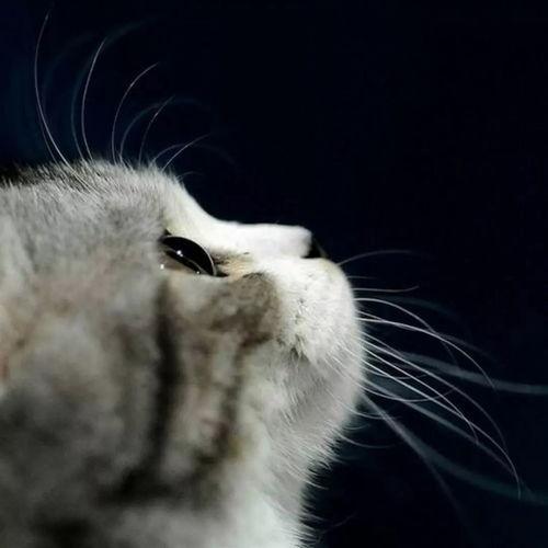 娱乐吃瓜酱猫妈妈视频大全,萌宠视频大全集锦  第3张