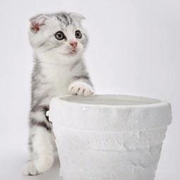 娱乐吃瓜君折耳猫视频,萌态百出,笑料连连 第3张 娱乐吃瓜君折耳猫视频,萌态百出,笑料连连 第3张