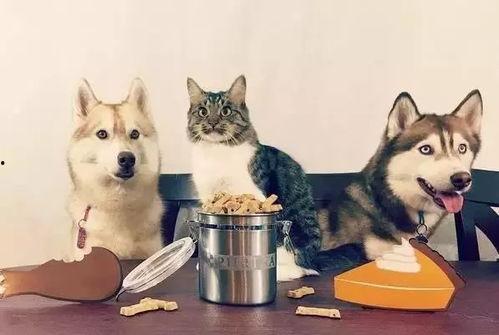 走近科学小狗长大娱乐吃瓜酱 第2张 走近科学小狗长大娱乐吃瓜酱 第2张