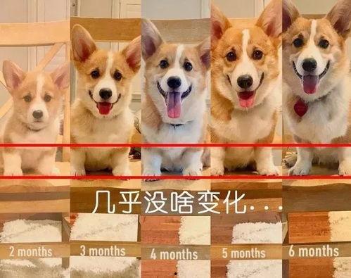 走近科学小狗长大娱乐吃瓜酱 第3张 走近科学小狗长大娱乐吃瓜酱 第3张